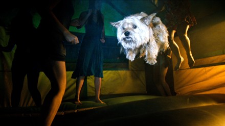party animal: PROJECT X